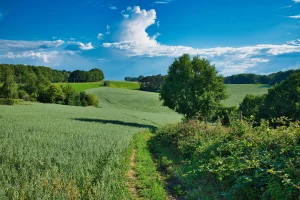 Moodboard dla projektanta wnętrz: Jak stworzyć inspirującą przestrzeń